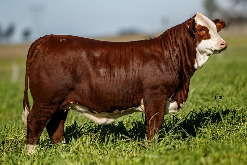 MARCABOTE 454M EXPERTO 168M MIDAS TE