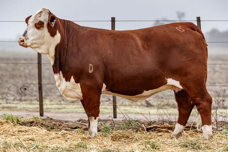 Marcabote 354M Experto 122 Ram